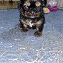 Brûlée - Black and tan female Shih Tzu puppy in Sacramento, California from NANA’S  QUALITY SHIH TZU'S