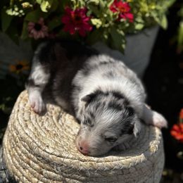 Girl 2 - Blue Merle - Blue merle female Border Collie puppy in Minden, Iowa from Rocking N Registered Border Collies & Labradors