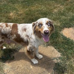 Millie - Miniature Australian Shepherd