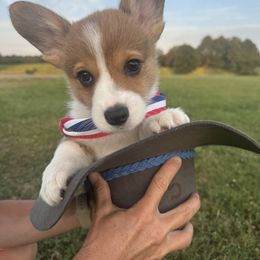 Pembroke Welsh Corgi Puppies from Sheri Shurden