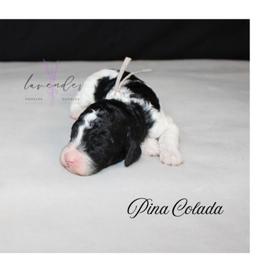 Pina Colada - Black and white female Cockapoo puppy in Mancelona, Michigan from Lavender poodles & doodles