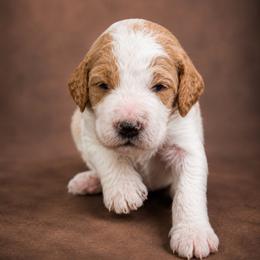 Tommy - Parti male Goldendoodle puppy in Rocky Point, North Carolina from CelticDoods