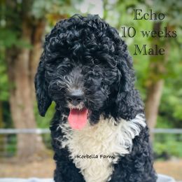 Echo - male Golden Aussiedoodle puppy in Mulino, Oregon from Korbella Farm