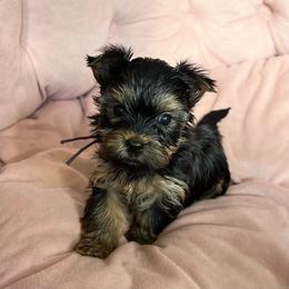 Tinsel - Black and tan female Yorkshire Terrier puppy in California from All Star Yorkies