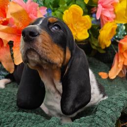 Courage - Black white and brown male Basset Hound puppy in Big Rapids, Michigan from Basket Hound Bassets
