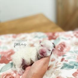 Maroon - White female Maltipoo puppy in Huntsville, Texas from Nelson Creek Farms