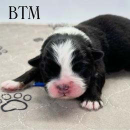 Blue collar - Black tri male Miniature Australian Shepherd puppy in Brooker, Florida from Triple Branch Aussies