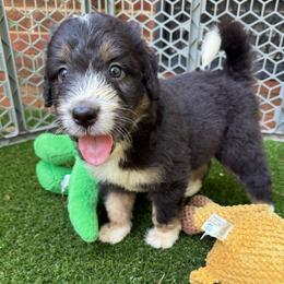 Hulk - male Australian Mountain Doodle puppy in Williamston, South Carolina from Sassy Bob’s Dogs