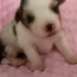 Skittles - Blue merle female Miniature American Shepherd puppy in Winkler, Texas from Red Rock