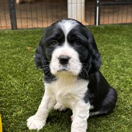 Claire Fraser - Black and white female English Springer Spaniel puppy in Tupalo, Mississippi from Butterfield Trail Farm