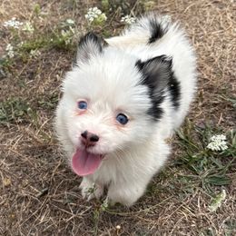 Luna - White female Pomsky puppy in Mc Minnville, Oregon from West Coast Pomskies