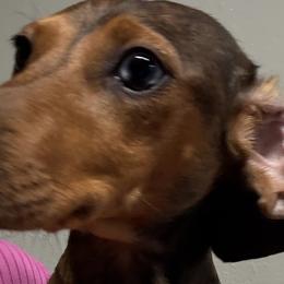 Dachshunds from Lori Compoi