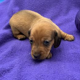 Male 1 - Red male Dachshund puppy in Spanaway, Washington from 11 Oaks Kennels