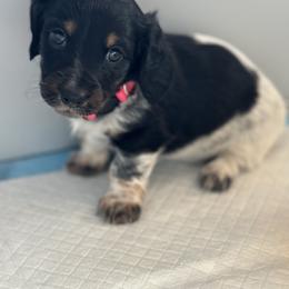 Dachshund and French Bulldog Puppies from AZ Royal Doxies llc