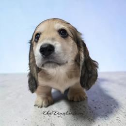 Tanner - Cream male Dachshund puppy in Oklahoma City, Oklahoma from OkieDoxieland Dachshunds