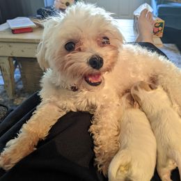 Maltese, Maltipoo, and Poodle Puppies from MountCarmelPuppies