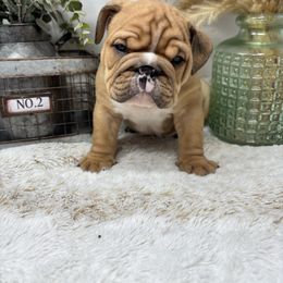 Twix (BOY) - Red brindle and white male Bulldog puppy in Wagoner, Oklahoma from Bre's Bulldogs