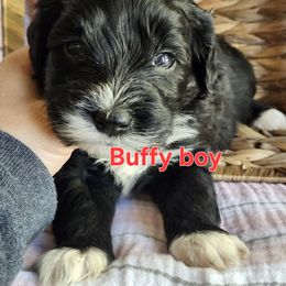 Buffy - Black and white male Portuguese Water Dog puppy in Narvon, Pennsylvania from Prized Family Porties
