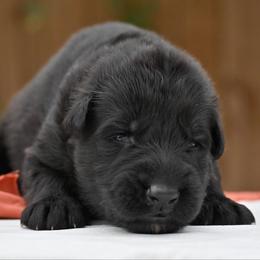 Igan - Black male German Shepherd puppy in Nacogdoches, Texas from Vom Hausgladfel
