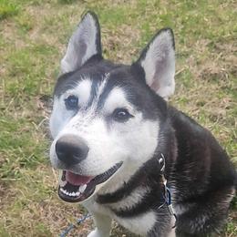 Demon - Siberian Husky