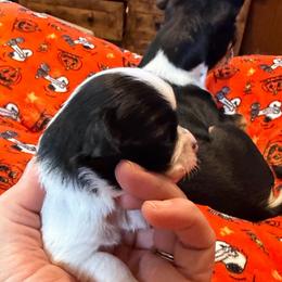 Bob - Black and white male Chihuahua puppy in Seneca, Missouri from Stephanie’s Puppy Colony