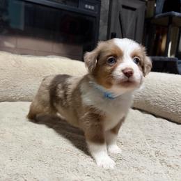 Griselda - Red merle female Miniature American Shepherd puppy in Terryville, Connecticut from Spirited Aussies