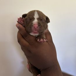Adonis - Brown male American Pit Bull Terrier puppy in Frederick, Maryland from •Wyngate Pits•
