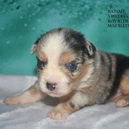 Raziah - Blue merle male Miniature Australian Shepherd puppy in Patterson, North Carolina from DreamLine Aussies