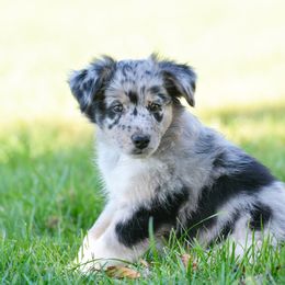 Australian Shepherd and Miniature Australian Shepherd Puppies from Aislin Fields