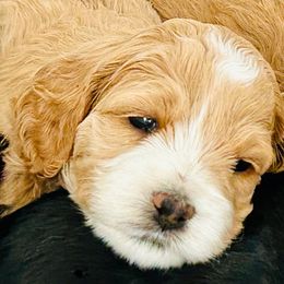 Cockapoo Puppies from Lulu's Cockapoos