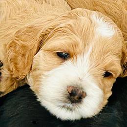 Cockapoo Puppies from Lulu's Cockapoos