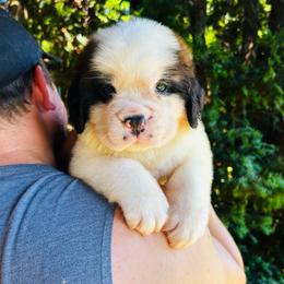 Purple Collar - Brown and white female Saint Bernard puppy in New York from Johnson Farms