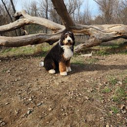 Bernedoodle All Grown Up from Palo Cedro Bernedoodle