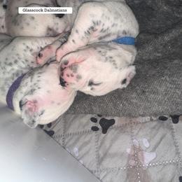Dalmatian Puppies from Glasscock Dalmatians