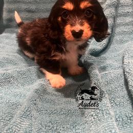 Susie Q - SILKY WIREHAIR - Blk tan piebald - Black and tan female Dachshund puppy in East Dover, Vermont from Audet’s Mini Dachshunds