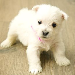 Pink - White female West Highland White Terrier puppy in Bessemer City, North Carolina from JJs Puppies of the Carolinas