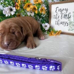 Purple - Yellow female Labrador Retriever puppy in Newton Grove, North Carolina from Wayalife Labradors & Gsp’s