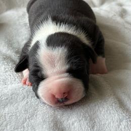 Chess - Black male American Staffordshire Terrier puppy in Byron, Georgia from Lelani