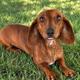 Oscar - Dachshund