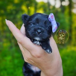 Rare Korean Moana - Black female Morkie puppy in Barren Springs, Virginia from Seeking Shalom Acres Maltese, Maltipoos & Havamalts