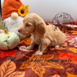 Flannel - Cream male Dachshund puppy in Prairieville, Louisiana from Southern Barron Danes & Dachshunds