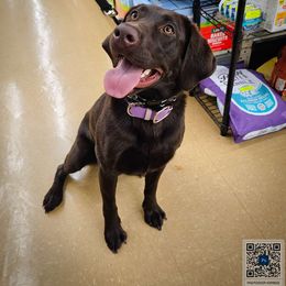 Taina - Labrador Retriever