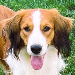Landon - Nederlandse Kooikerhondje