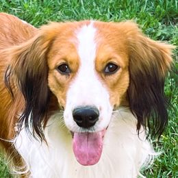Landon - Nederlandse Kooikerhondje