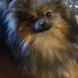 Mist - Pomeranian