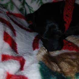 Mistletoe - Black male Poodle puppy in Templeton, Pennsylvania from Precious Poodle Babies