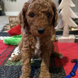 Jack - Red  male Goldendoodle puppy in Stockton, Utah from Mustanghills Doodles and Poodles