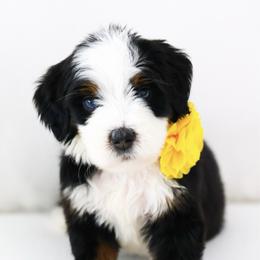 Dignity - Black tri-color female Aussiedoodle puppy in Diamond Bar, California from Furrytaildoodles