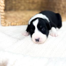 Calypso - Black tri-color female Australian Shepherd puppy in Unionville, Iowa from Soap Creek Kennels