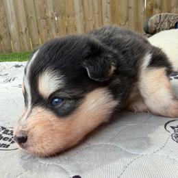 Woodrow Call - Black and white male Pomsky puppy in Blue Earth, Minnesota from Blue Sky Pomsky